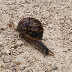 Cornu aspersum