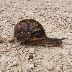 Cornu aspersum