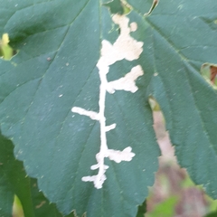Cosmopterix zieglerella