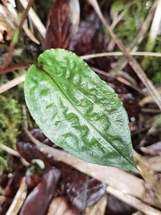 Cranichis ciliata