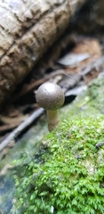 Coprinopsis melanthina