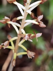 Cranichis ciliata