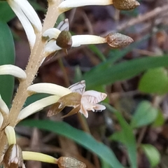 Cranichis ciliata