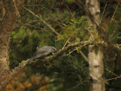 Oruguero Gris (Ceblepyris caesius)