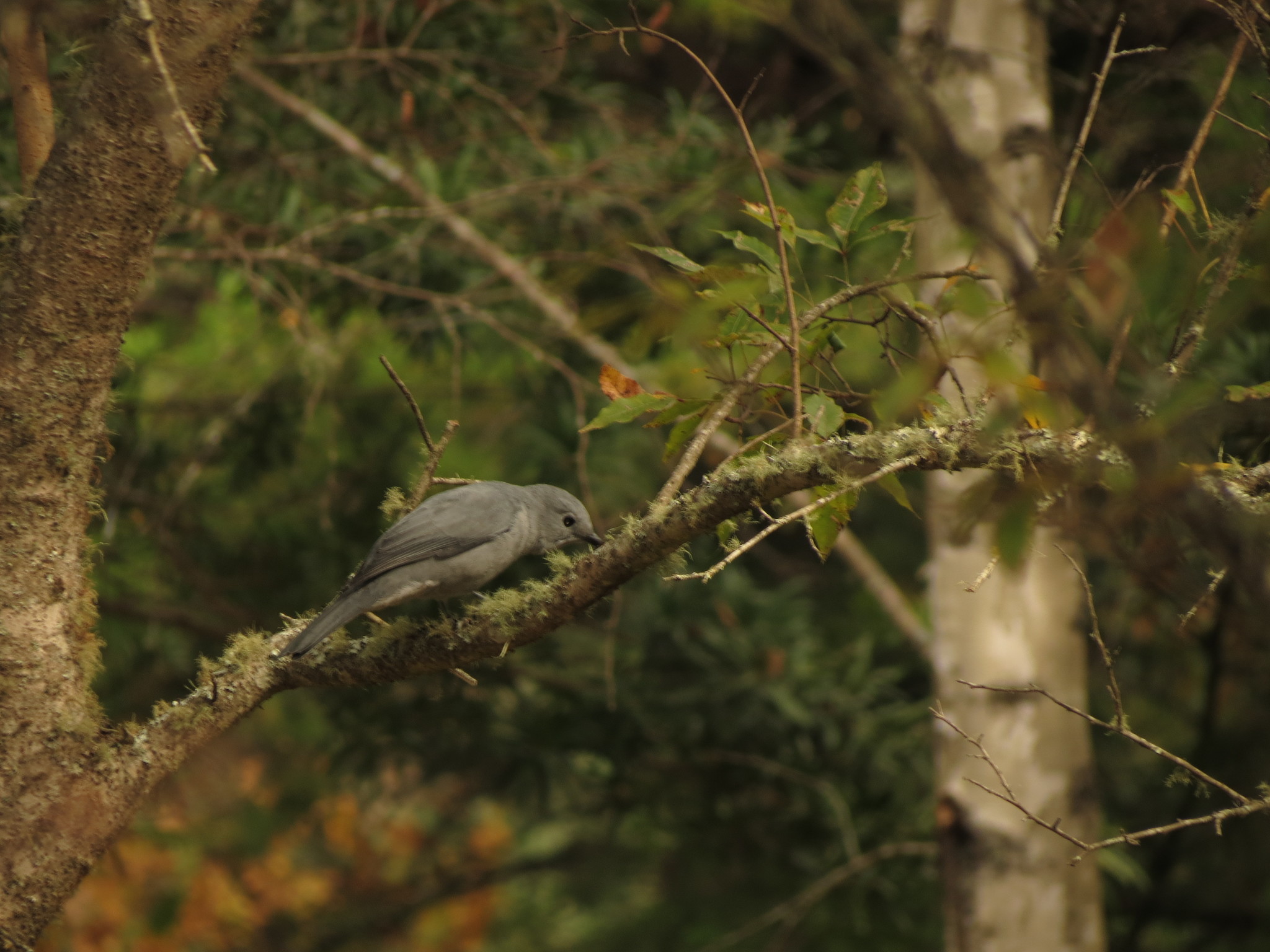 Grey Cuckooshrike illustration
