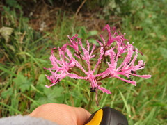 Nerine