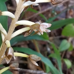 Cranichis ciliata
