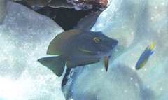 Ctenochaetus cyanocheilus