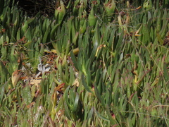 Carpobrotus edulis edulis