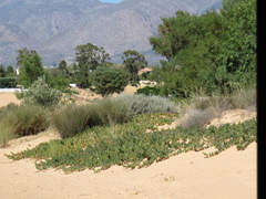 Carpobrotus edulis edulis