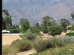 Eucalyptus cladocalyx