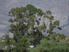 Eucalyptus cladocalyx