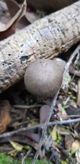 Coprinopsis melanthina