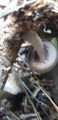 Coprinopsis melanthina