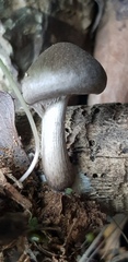 Coprinopsis melanthina