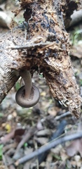 Coprinopsis melanthina
