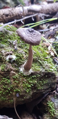 Coprinopsis melanthina