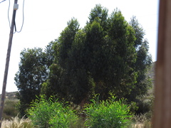 Eucalyptus cladocalyx