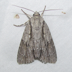 Acronicta lobeliae