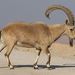 Nubian Ibex - Photo (c) Luca Boscain, some rights reserved (CC BY-NC), uploaded by Luca Boscain