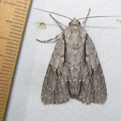 Acronicta lobeliae