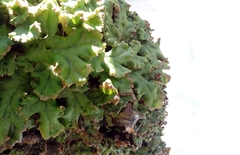Marchantia polymorpha ruderalis