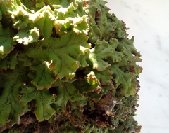 Marchantia polymorpha ruderalis
