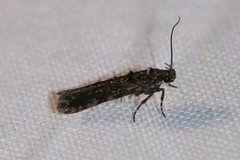Teleiopsis diffinis