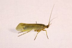 Limnephilus flavicornis