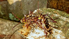 Cotyclytus curvatus