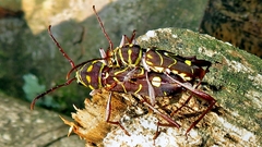 Cotyclytus curvatus