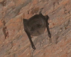 Taphozous melanopogon