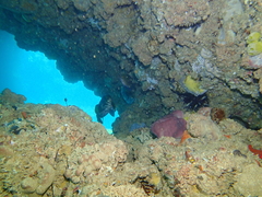 Aplodactylus westralis