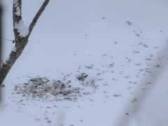 Pyrrhula pyrrhula cassinii