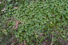 Hydrocotyle batrachium