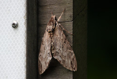 Psilogramma menephron