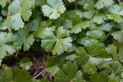 Hydrocotyle batrachium