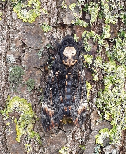 Death's Head Hawkmoth, 3781 Voorthuizen, Nederland, photo 10 of 10