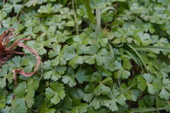 Hydrocotyle batrachium
