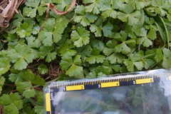 Hydrocotyle batrachium