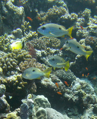 Lutjanus ehrenbergii