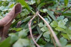 Hydrocotyle batrachium