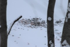 Pyrrhula pyrrhula cassinii
