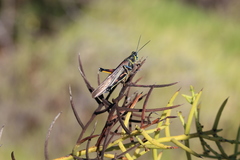 Schistocerca melanocera