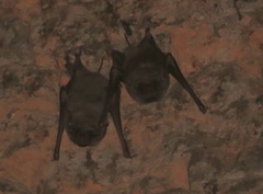 Taphozous melanopogon