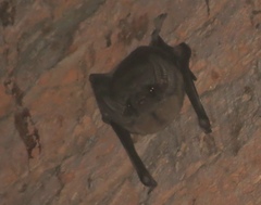 Taphozous melanopogon