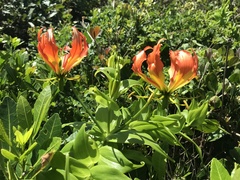 Gloriosa superba