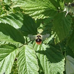 Bombus sichelii