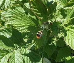 Bombus sichelii
