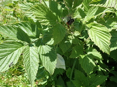 Bombus sichelii